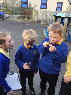 Sycamore class' invertebrate search! Sycamore class' invertebrate search!