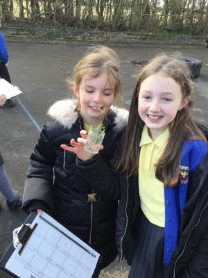 Sycamore class' invertebrate search! Sycamore class' invertebrate search!