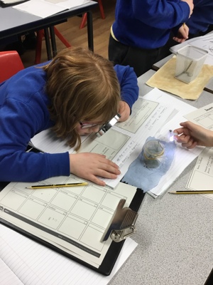 Sycamore class' invertebrate search! Sycamore class' invertebrate search!