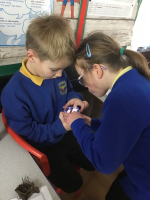 Sycamore class' invertebrate search! Sycamore class' invertebrate search!