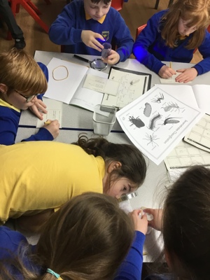 Sycamore class' invertebrate search! Sycamore class' invertebrate search!