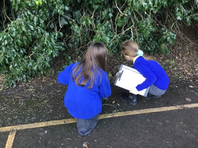 Sycamore class' invertebrate search!